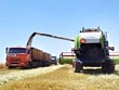 В Шпаковском муниципальном округе Ставропольского края уборочная кампания по зерновым и зернобобовым культурам уверенно преодолела «экватор». В Шпаковском муниципальном округе Ставропольского края уборочная кампания по зерновым и зернобобовым культурам уверенно преодолела «экватор».