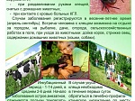 Памятка "Крымская гемморагическая лихорадка"