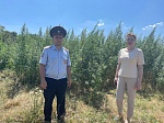 Пресечение незаконного культивирования наркосодержащих растений