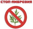 О мерах борьбы с амброзией полыннолистной